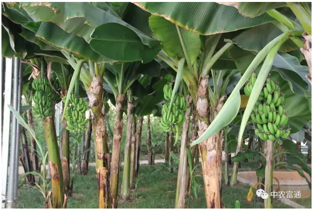 山西保德縣東關(guān)鎮(zhèn)繁莊塔高新農(nóng)業(yè)科技示范園(圖3) blob.png