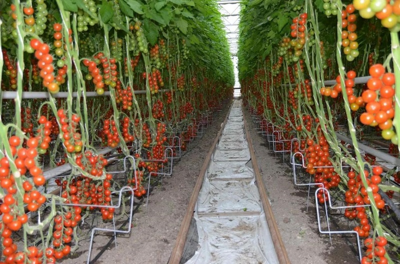 南和現(xiàn)代設(shè)施農(nóng)業(yè)產(chǎn)業(yè)集群(圖5) 6.jpg