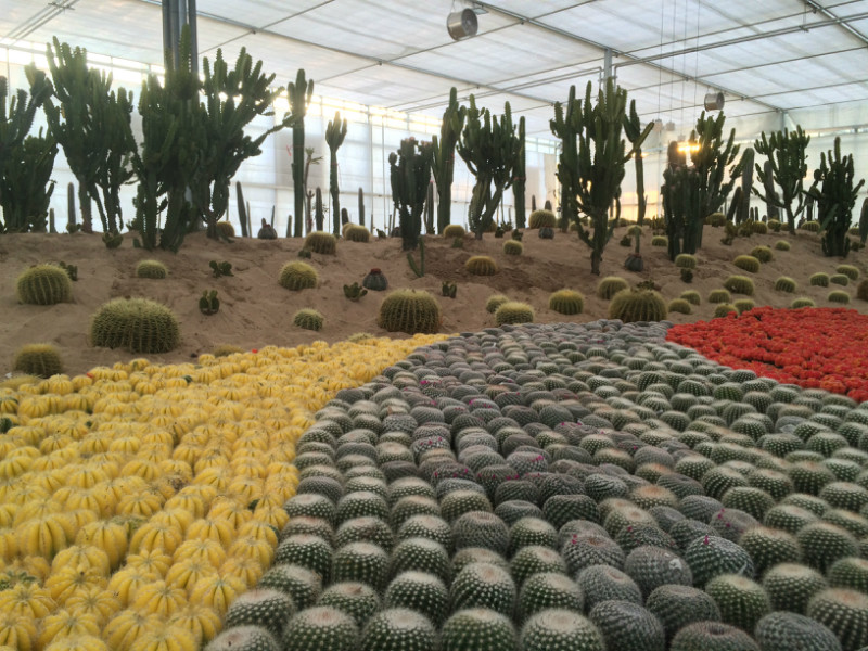 南和農(nóng)業(yè)嘉年華(圖3) 03wenshijingguan.jpg