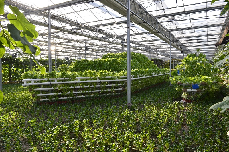 和縣首屆農(nóng)業(yè)嘉年華(圖4) 網(wǎng)站.jpg