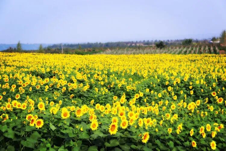 以河南甘山果香田園綜合體項目為例探索三產(chǎn)融合發(fā)展模式(圖3) 微信圖片_20200522095754.jpg