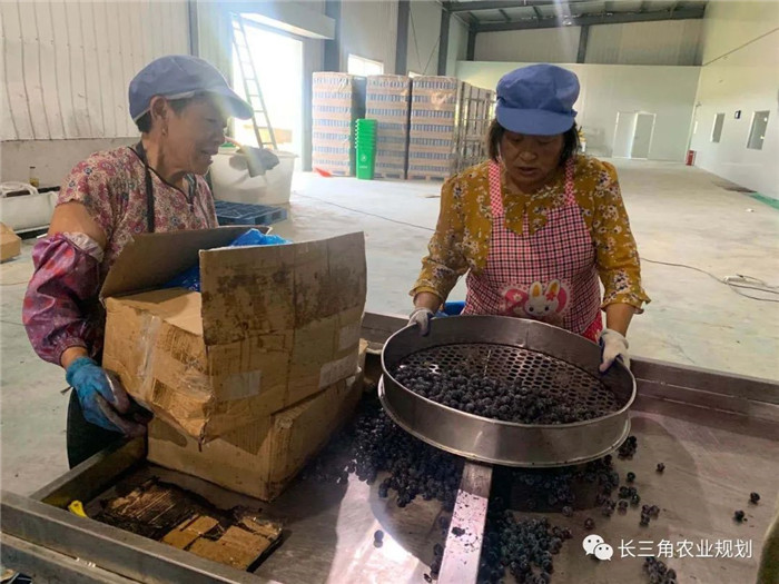 為了幫助園區(qū)的提檔升級(jí)，南京市農(nóng)業(yè)農(nóng)村局特委托中農(nóng)富通編制《南京市農(nóng)業(yè)園區(qū)發(fā)展研究報(bào)告》，以期從產(chǎn)業(yè)發(fā)展路徑、園區(qū)發(fā)展模式、保障措施等多維度為南京市農(nóng)業(yè)園區(qū)未來三年的發(fā)展做統(tǒng)籌謀劃。 8月19日，中農(nóng)(圖19)