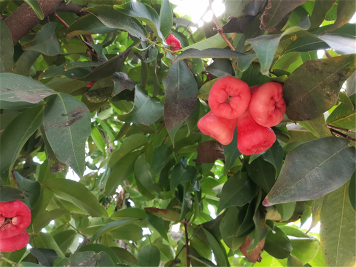 9月3日，中農(nóng)富通調(diào)研組兵分兩路對南京高淳區(qū)武家嘴現(xiàn)代農(nóng)業(yè)產(chǎn)業(yè)示范園區(qū)和棲霞區(qū)龍?zhí)冬F(xiàn)代農(nóng)業(yè)產(chǎn)業(yè)示范園區(qū)的調(diào)研工作。(圖3)