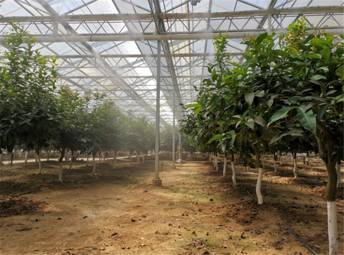 9月3日，中農(nóng)富通調(diào)研組兵分兩路對南京高淳區(qū)武家嘴現(xiàn)代農(nóng)業(yè)產(chǎn)業(yè)示范園區(qū)和棲霞區(qū)龍?zhí)冬F(xiàn)代農(nóng)業(yè)產(chǎn)業(yè)示范園區(qū)的調(diào)研工作。(圖4)