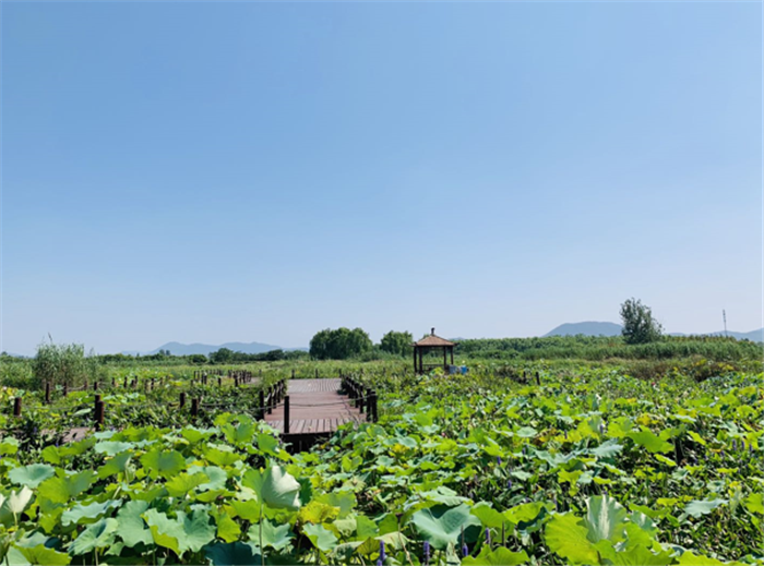 9月3日，中農(nóng)富通調(diào)研組兵分兩路對南京高淳區(qū)武家嘴現(xiàn)代農(nóng)業(yè)產(chǎn)業(yè)示范園區(qū)和棲霞區(qū)龍?zhí)冬F(xiàn)代農(nóng)業(yè)產(chǎn)業(yè)示范園區(qū)的調(diào)研工作。(圖25)