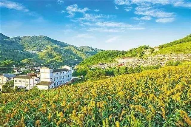 最高獎補8000萬！建設一批鄉(xiāng)村振興集成創(chuàng)新示范縣(圖2)